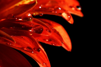 Red Petals With Dew Red Petals With Dew