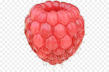 red pink fruit plant food red pink fruit plant food