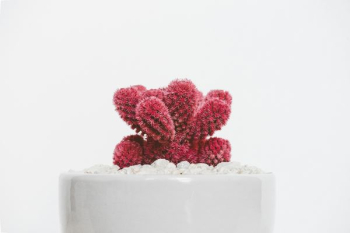 Red Plant on White Pot Red Plant on White Pot