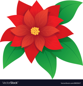 Red poinsettia vector image Red poinsettia vector image