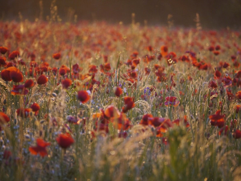 Red poppy field. Free public | Free Photo - rawpixel