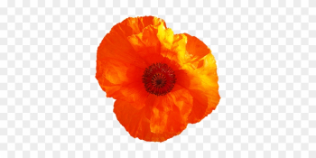 Red Poppy Flower Clipart - Transparent Flowers Poppy