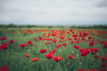 Red Poppy Flower Field Red Poppy Flower Field