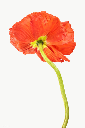 Red poppy flower transparent png | Free transparent png - 2278159 Red poppy flower transparent png | Free transparent png - 2278159
