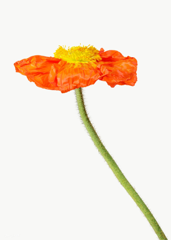 Red poppy flower transparent png | Free transparent png - 2278199 Red poppy flower transparent png | Free transparent png - 2278199