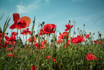 red poppy flowers red poppy flowers