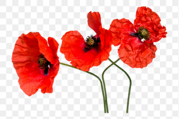 Red poppy flowers png sticker, | Free PNG - rawpixel