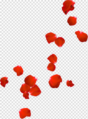 Red , red flower petals transparent background PNG clipart Red , red flower petals transparent background PNG clipart