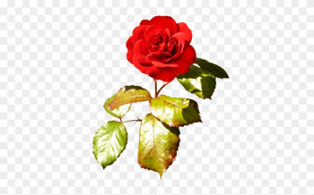 Red Red Valentine Rose - Valentine Rose Png Red Red Valentine Rose - Valentine Rose Png
