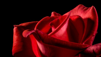 Red Rose Red Rose