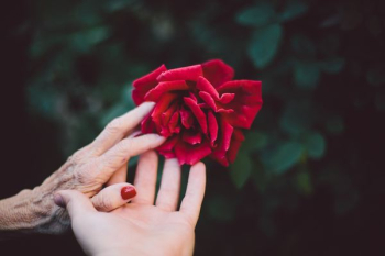 red rose red rose