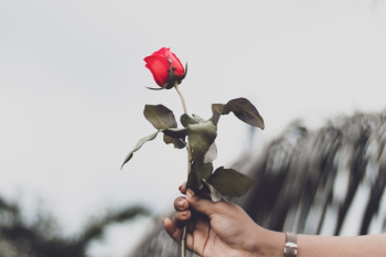 Red Rose Red Rose