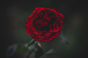 red rose red rose