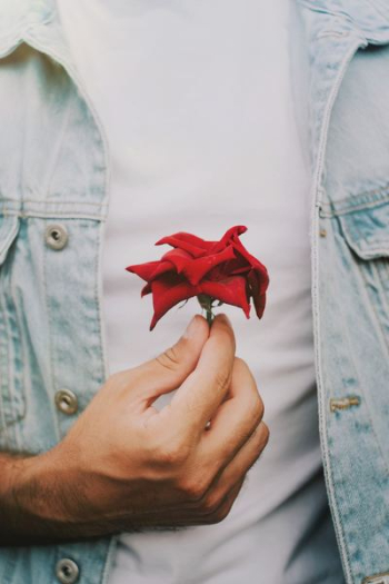 red rose red rose
