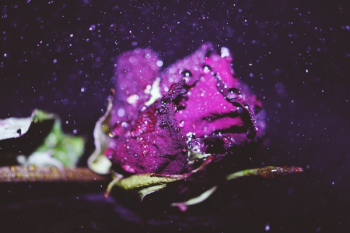 Red Rose Red Rose