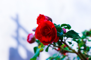 Red Rose Red Rose