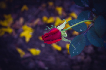 Red Rose Red Rose