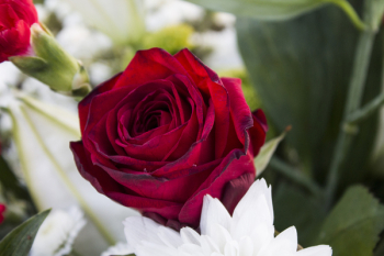 Red Rose Red Rose