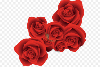 Red Rose Red Rose