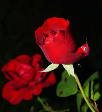 Red Rose Red Rose