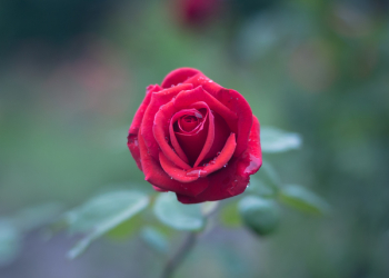 Red Rose Red Rose