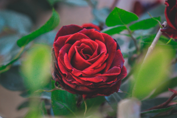 Red Rose Red Rose