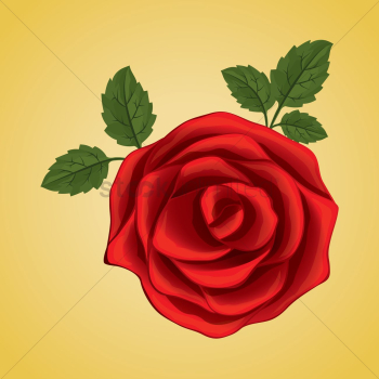 Red rose Red rose