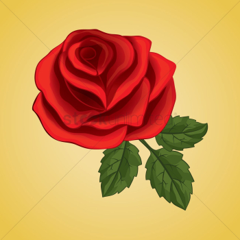 Red rose Red rose