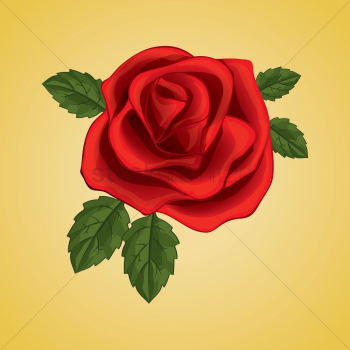 Red rose Red rose