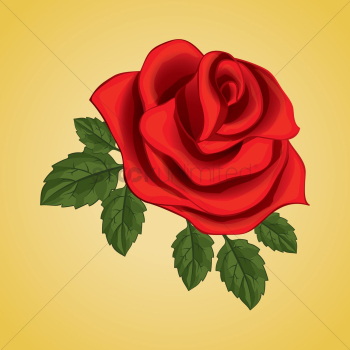 Red rose Red rose