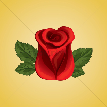 Red rose Red rose