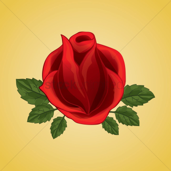 Red rose Red rose