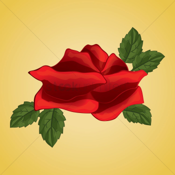 Red rose Red rose