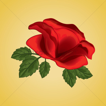 Red rose Red rose