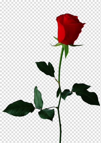 Red rose , Black rose Flower , Single Red Rose Background transparent background PNG clipart