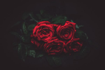 red rose bouquet red rose bouquet