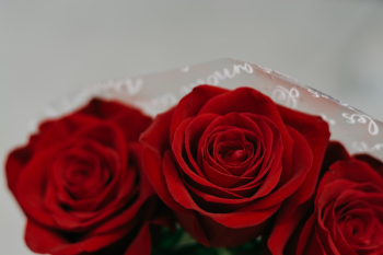 Red Rose Bouquet Red Rose Bouquet