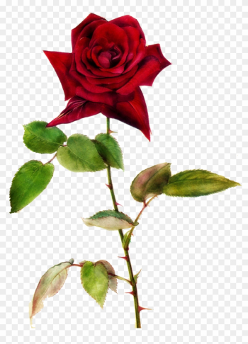Red Rose Clipart One - One Red Rose Png Red Rose Clipart One - One Red Rose Png