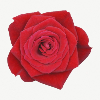 Red rose collage | Free PSD - rawpixel Red rose collage | Free PSD - rawpixel