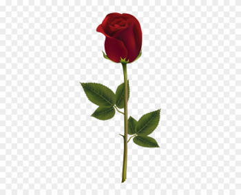 Red Rose Dark Transparent Png Image - Transparent Rose