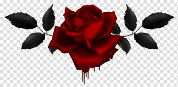 Red rose , Display resolution , Gothic Rose transparent background PNG clipart