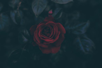 red rose flower red rose flower