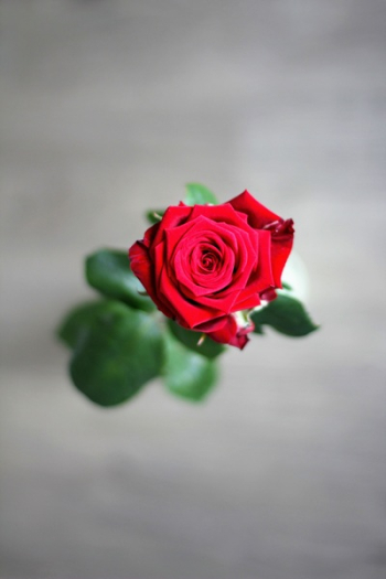 Red Rose Flower Red Rose Flower