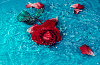 Red Rose Flower Red Rose Flower