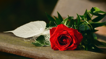 Red Rose Flower Red Rose Flower