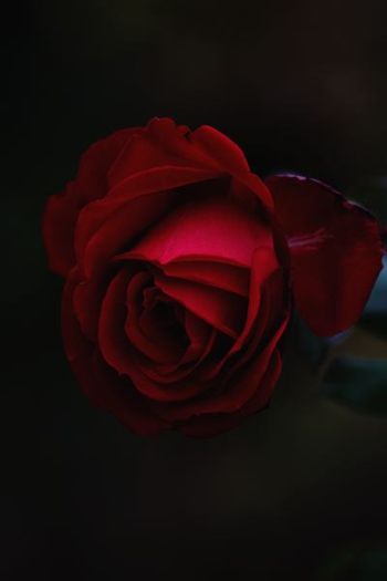 red rose flower red rose flower