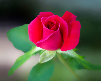 Red Rose Flower Red Rose Flower