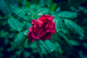 Red Rose Flower Red Rose Flower