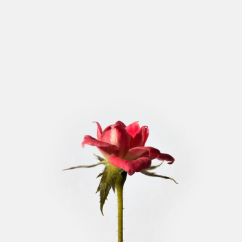 red rose flower red rose flower
