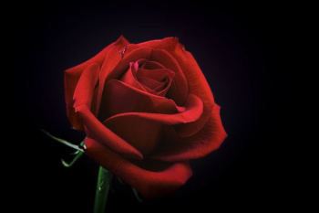 red rose flower red rose flower